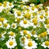 German Chamomile Seeds - 100 Seeds, Annual Herb for Calming & Sleep - Image 1