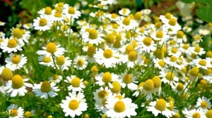 German Chamomile Seeds - 100 Seeds, Annual Herb for Calming & Sleep - Image 1