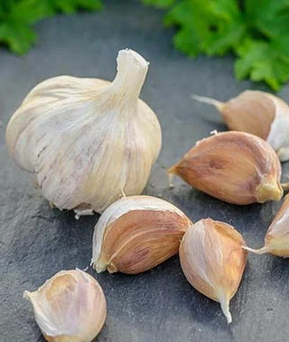 German Red Garlic Seeds - 500+ Count, Non-GMO, Healthy, Fast Growing German Red Garlic Seeds - 500+ Count, Non-GMO, Healthy, Fast Growing - Image 5