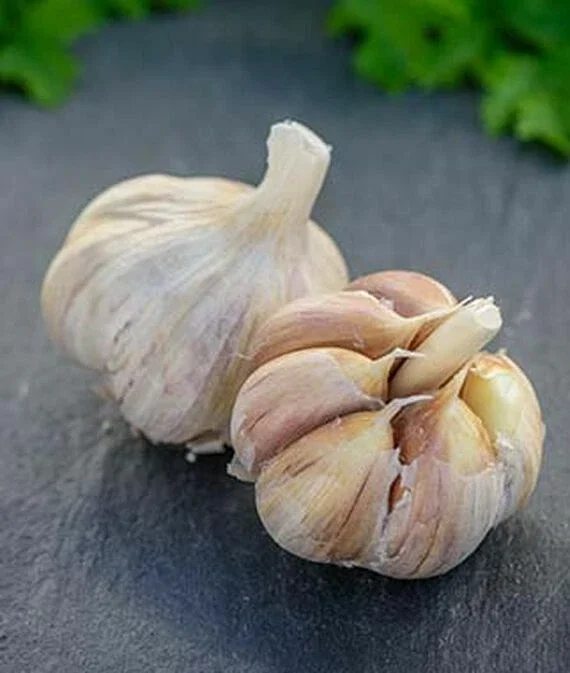 German Red Garlic Seeds - 500+ Count, Non-GMO, Healthy, Fast Growing German Red Garlic Seeds - 500+ Count, Non-GMO, Healthy, Fast Growing - Image 6