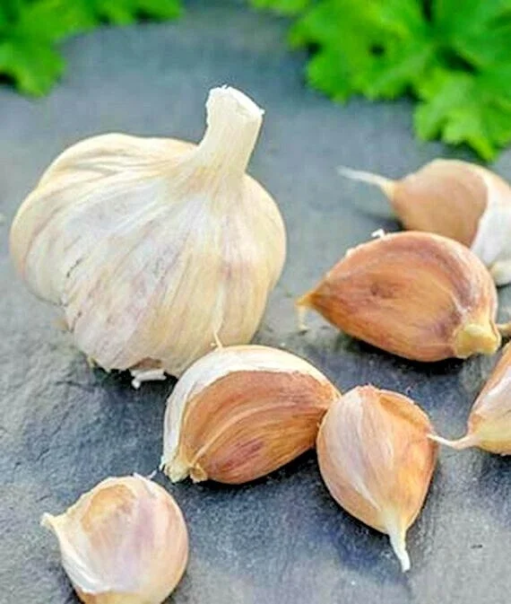 German Red Garlic Seeds - 500+ Count, Non-GMO, Healthy, Fast Growing German Red Garlic Seeds - 500+ Count, Non-GMO, Healthy, Fast Growing - Image 1