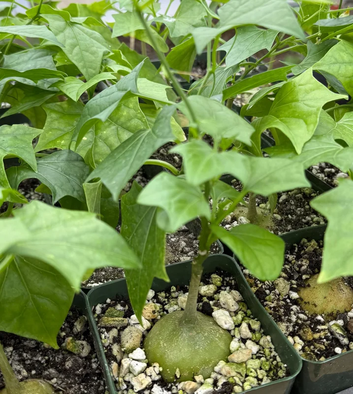 Gerrardanthus Macrorhizus Caudex Plant - Live Bigfoot Succulent in 4 Inch Pot Gerrardanthus Macrorhizus Caudex Plant - Live Bigfoot Succulent in 4 Inch Pot - Image 2