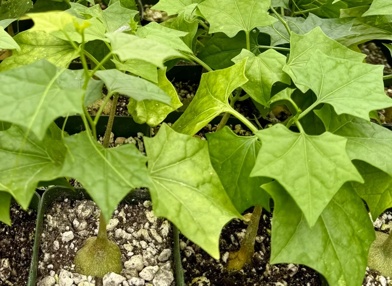 Gerrardanthus Macrorhizus Caudex Plant - Live Bigfoot Succulent in 4 Inch Pot Gerrardanthus Macrorhizus Caudex Plant - Live Bigfoot Succulent in 4 Inch Pot - Image 3