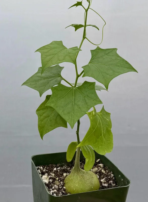 Gerrardanthus Macrorhizus Caudex Plant - Live Bigfoot Succulent in 4 Inch Pot Gerrardanthus Macrorhizus Caudex Plant - Live Bigfoot Succulent in 4 Inch Pot - Image 1