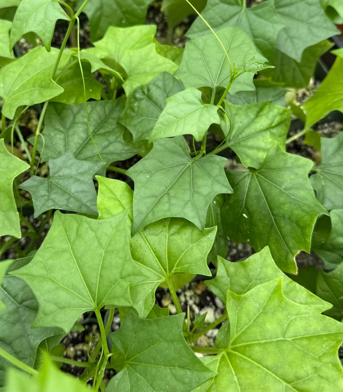 Gerrardanthus Macrorhizus Caudex Plant - Live Bigfoot Succulent in 4 Inch Pot Gerrardanthus Macrorhizus Caudex Plant - Live Bigfoot Succulent in 4 Inch Pot - Image 4