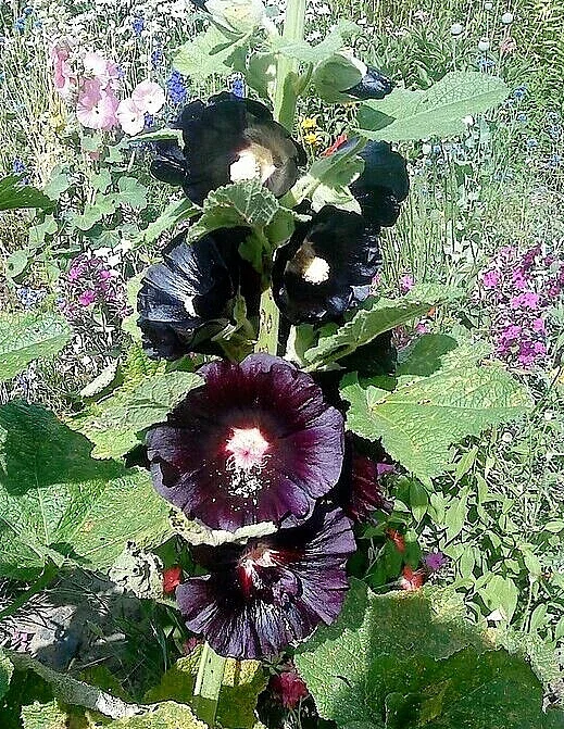Giant Black Hollyhock Seeds - 50 Count Hardy Perennial Flower Seeds - Image 2