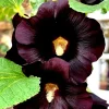 Giant Black Hollyhock Seeds - 50 Count Hardy Perennial Flower Seeds - Image 1