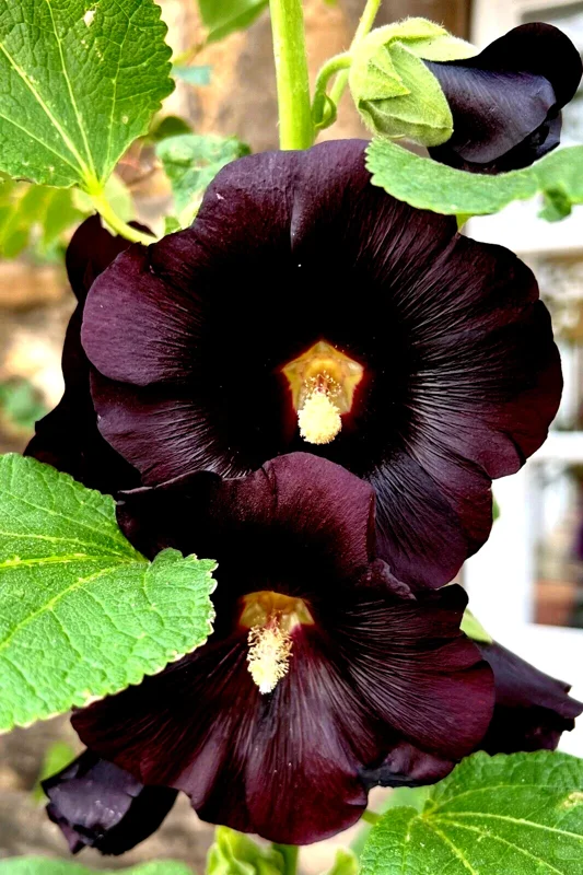 Giant Black Hollyhock Seeds - 50 Count Hardy Perennial Flower Seeds - Image 1