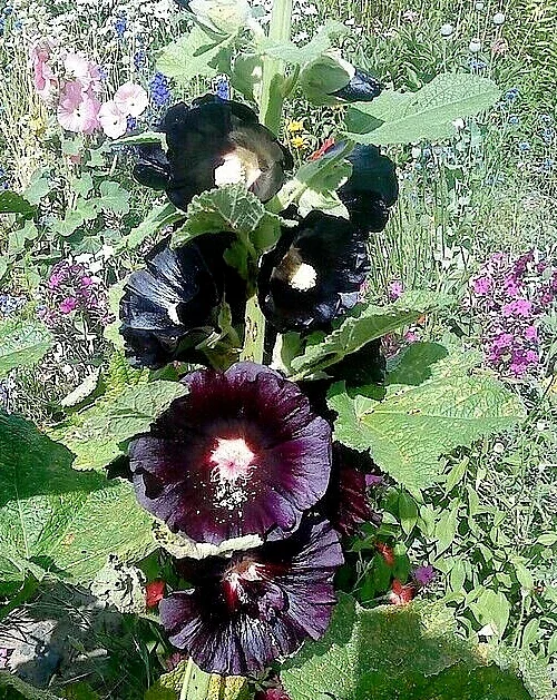 Giant Black Hollyhock Seeds - Hardy Perennial Flower Seeds - 51 Count - Image 2