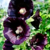 Giant Black Hollyhock Seeds - Hardy Perennial Flower Seeds - 51 Count - Image 1
