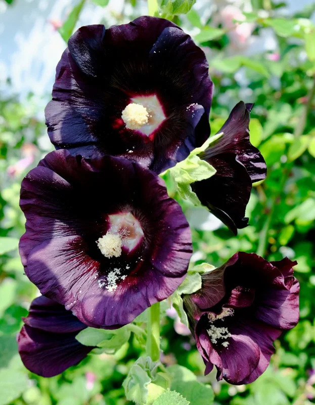 Giant Black Hollyhock Seeds - Hardy Perennial Flower Seeds - 51 Count - Image 1