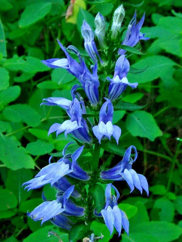 Giant Blue Lobelia Seeds (Lobelia Siphilitica) - 253 Seeds, Hardy Perennial, Easy Grow, Outdoor Flower - Image 2