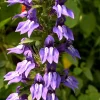 Giant Blue Lobelia Seeds (Lobelia Siphilitica) - 253 Seeds, Hardy Perennial, Easy Grow, Outdoor Flower - Image 1