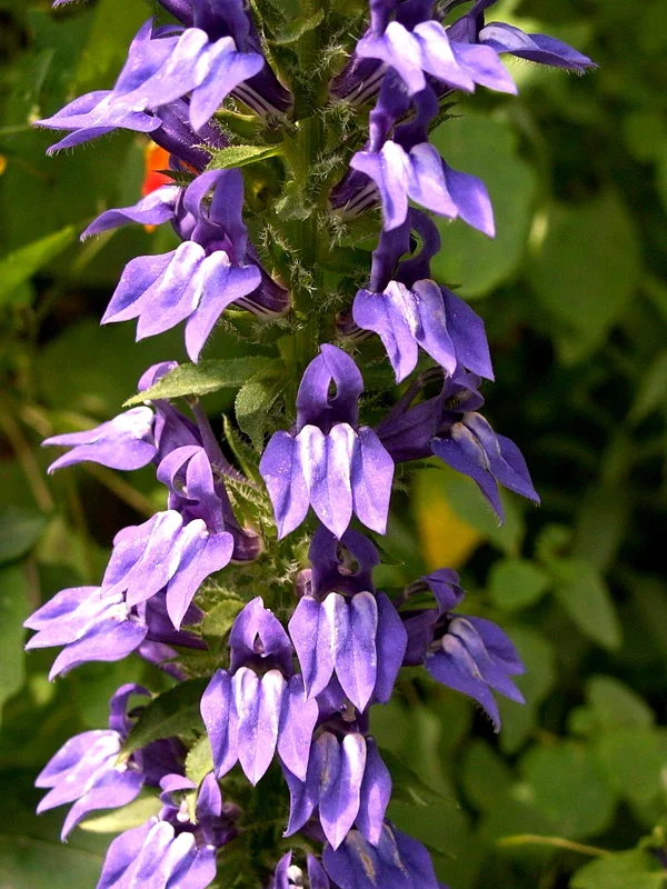 Giant Blue Lobelia Seeds (Lobelia Siphilitica) - 253 Seeds, Hardy Perennial, Easy Grow, Outdoor Flower - Image 1