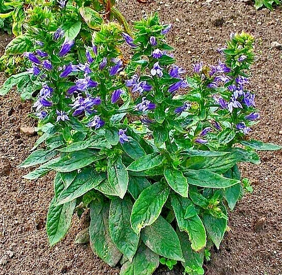 Giant Blue Lobelia Seeds - Lobelia Siphilitica - Hardy Perennial Flower Seeds - 243 Count - Image 2