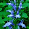 Giant Blue Lobelia Seeds - Lobelia Siphilitica - Hardy Perennial Flower Seeds - 243 Count - Image 1