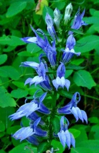 Giant Blue Lobelia Seeds - Lobelia Siphilitica - Hardy Perennial Flower Seeds - 243 Count - Image 1