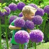 Giant Garlic Bulbs - Gladiator Allium Cloves - Fresh Harvest for Planting Giant Garlic Bulbs - Gladiator Allium Cloves - Fresh Harvest for Planting - Image 1