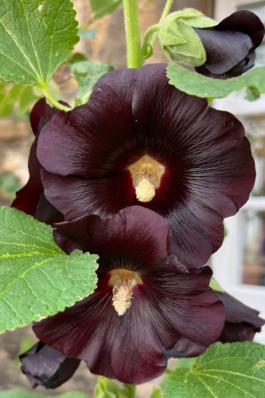Giant Hollyhock Mixed Colors Seeds - Hardy Perennial Flowers - 50 Seeds - Image 2