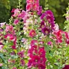 Giant Hollyhock Mixed Colors Seeds - Hardy Perennial Flowers - 50 Seeds - Image 1