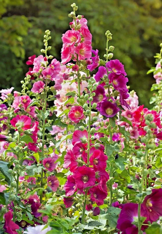 Giant Hollyhock Mixed Colors Seeds - Hardy Perennial Flowers - 50 Seeds - Image 1