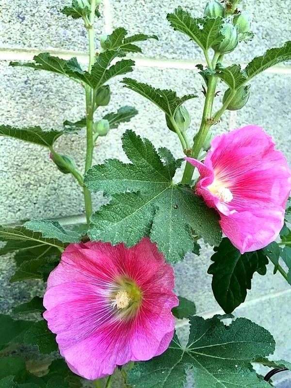 Giant Pink Hollyhock Seeds - Hardy Perennial Flower Seeds, 50-Count - Image 2