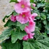 Giant Pink Hollyhock Seeds - Hardy Perennial Flower Seeds, 50-Count - Image 1