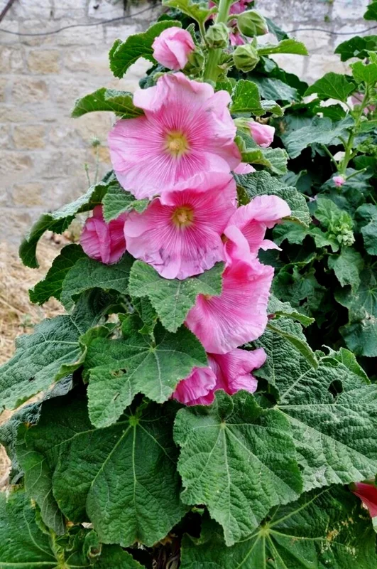 Giant Pink Hollyhock Seeds - Hardy Perennial Flower Seeds, 50-Count - Image 1