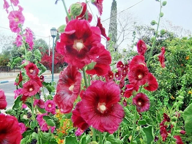 Giant Red Hollyhock Seeds - 50 Count, Hardy Perennial Flower, Easy Grow - Image 2