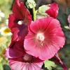 Giant Red Hollyhock Seeds - 50 Count, Hardy Perennial Flower, Easy Grow - Image 1