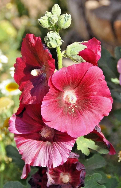 Giant Red Hollyhock Seeds - 50 Count, Hardy Perennial Flower, Easy Grow - Image 1