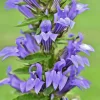Giant White & Blue Lobelia Silphilitica Hardy Flower Seeds - 253 Seeds, Perennial Outdoor - Image 1