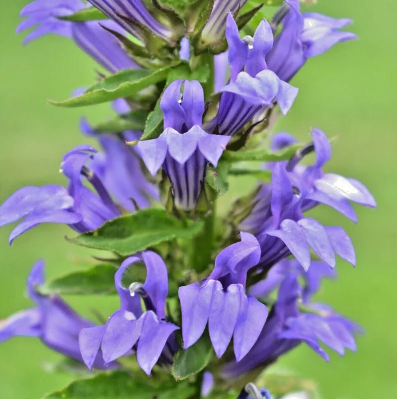 Giant White & Blue Lobelia Silphilitica Hardy Flower Seeds - 253 Seeds, Perennial Outdoor - Image 1