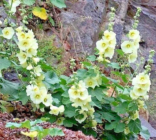 Giant White Hollyhock Seeds - 50 Count, Hardy Perennial Flower, Outdoor - Image 2