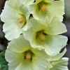 Giant White Hollyhock Seeds - 50 Count, Hardy Perennial Flower, Outdoor - Image 1