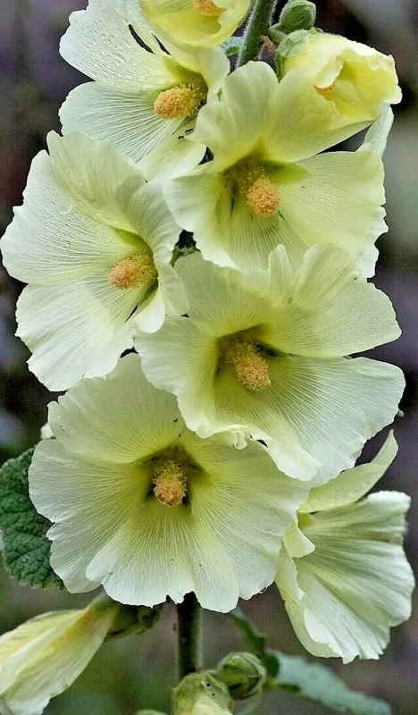 Giant White Hollyhock Seeds - 50 Count, Hardy Perennial Flower, Outdoor - Image 1