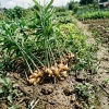 Ginger Seeds (Zingiber Officinale) 100 PCS for Home Vegetable Garden - Image 1