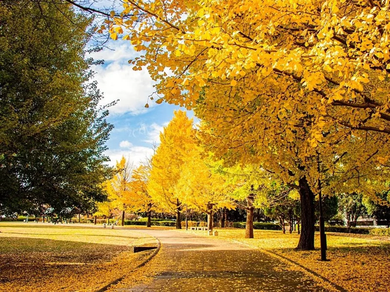 Ginkgo Biloba Live Plant - 8 Inch Seedling in 4 Inch Pot - Hardy Deciduous Tree Ginkgo Biloba Live Plant - 8 Inch Seedling in 4 Inch Pot - Hardy Deciduous Tree - Image 10