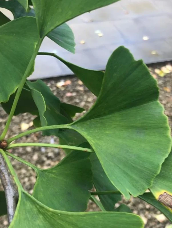 Ginkgo Biloba Live Plant - 8 Inch Seedling in 4 Inch Pot - Hardy Deciduous Tree Ginkgo Biloba Live Plant - 8 Inch Seedling in 4 Inch Pot - Hardy Deciduous Tree - Image 2