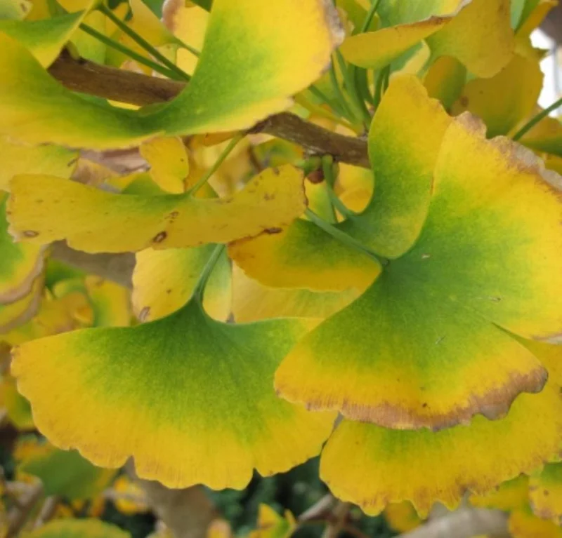 Ginkgo Biloba Live Plant - 8 Inch Seedling in 4 Inch Pot - Hardy Deciduous Tree Ginkgo Biloba Live Plant - 8 Inch Seedling in 4 Inch Pot - Hardy Deciduous Tree - Image 3