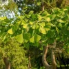 Ginkgo Biloba Live Plant - 8 Inch Seedling in 4 Inch Pot - Hardy Deciduous Tree - Image 1