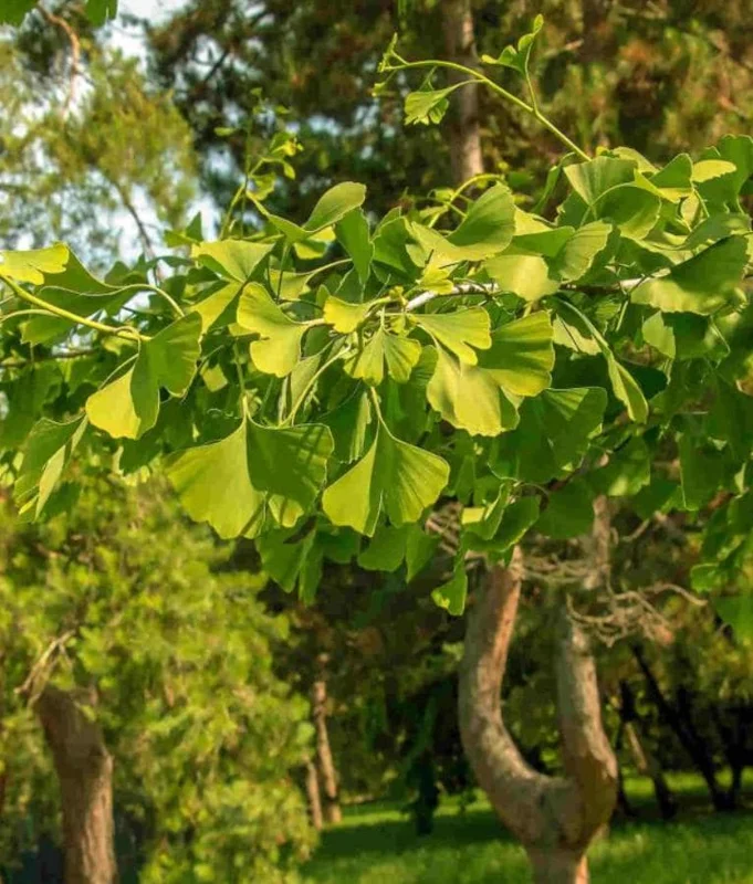 Ginkgo Biloba Live Plant - 8 Inch Seedling in 4 Inch Pot - Hardy Deciduous Tree Ginkgo Biloba Live Plant - 8 Inch Seedling in 4 Inch Pot - Hardy Deciduous Tree - Image 1