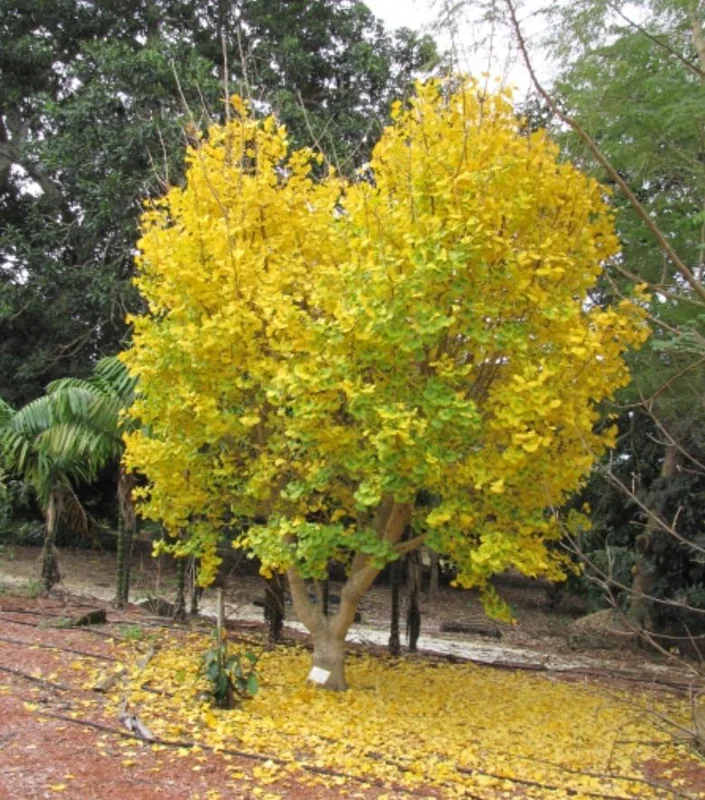 Ginkgo Biloba Live Plant - 8 Inch Seedling in 4 Inch Pot - Hardy Deciduous Tree Ginkgo Biloba Live Plant - 8 Inch Seedling in 4 Inch Pot - Hardy Deciduous Tree - Image 5
