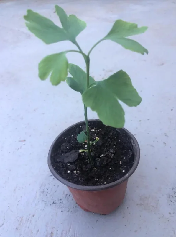 Ginkgo Biloba Live Plant - 8 Inch Seedling in 4 Inch Pot - Hardy Deciduous Tree Ginkgo Biloba Live Plant - 8 Inch Seedling in 4 Inch Pot - Hardy Deciduous Tree - Image 6