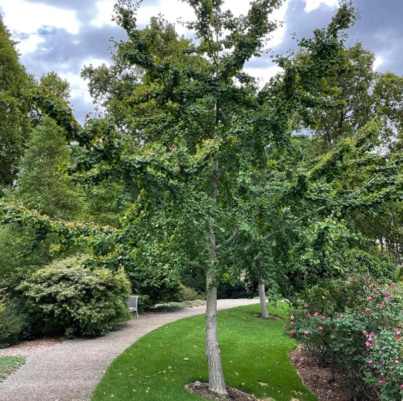 Ginkgo Biloba Live Plant - 8 Inch Seedling in 4 Inch Pot - Hardy Deciduous Tree Ginkgo Biloba Live Plant - 8 Inch Seedling in 4 Inch Pot - Hardy Deciduous Tree - Image 7