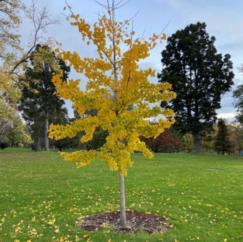 Ginkgo Biloba Live Plant - 8 Inch Seedling in 4 Inch Pot - Hardy Deciduous Tree Ginkgo Biloba Live Plant - 8 Inch Seedling in 4 Inch Pot - Hardy Deciduous Tree - Image 8