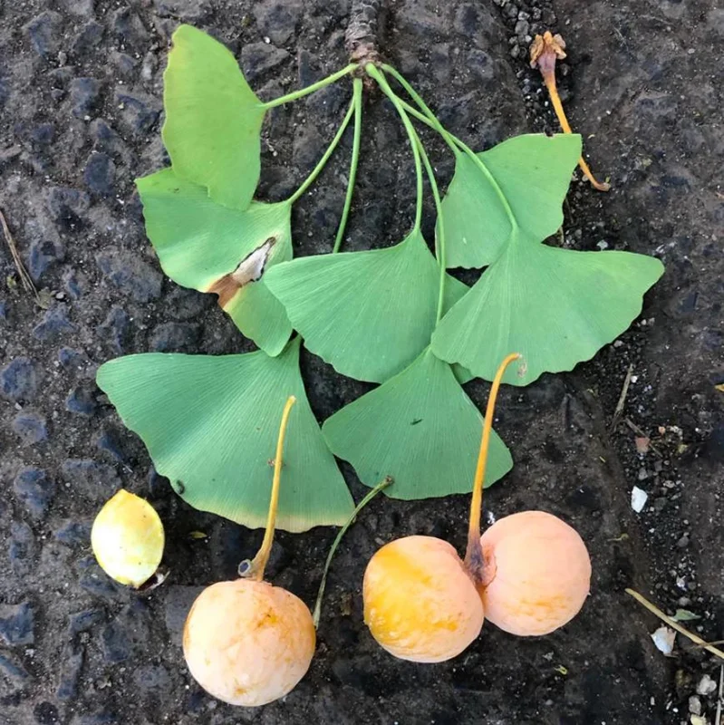 Ginkgo Biloba Live Plant - 8 Inch Seedling in 4 Inch Pot - Hardy Deciduous Tree Ginkgo Biloba Live Plant - 8 Inch Seedling in 4 Inch Pot - Hardy Deciduous Tree - Image 9