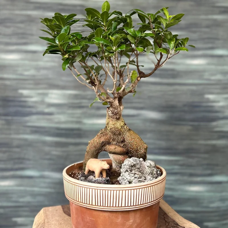 Ginseng Ficus Bonsai Tree Live Plant, 8-12 Inch Tall, 1 Gallon Pot, 4-5 Year Old, Indoor Ginseng Ficus Bonsai Tree Live Plant, 8-12 Inch Tall, 1 Gallon Pot, 4-5 Year Old, Indoor - Image 2