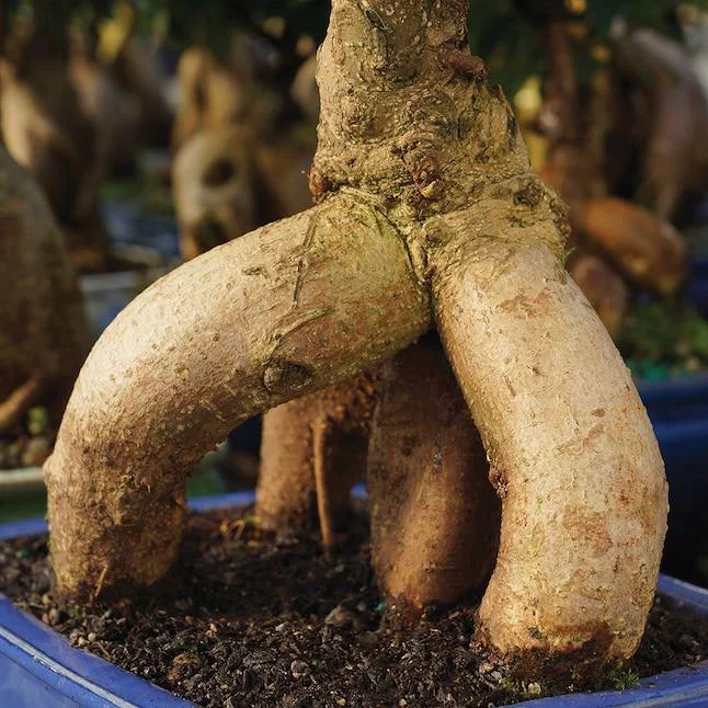 Ginseng Ficus Bonsai Tree Live Plant, 8-12 Inch Tall, 1 Gallon Pot, 4-5 Year Old, Indoor Ginseng Ficus Bonsai Tree Live Plant, 8-12 Inch Tall, 1 Gallon Pot, 4-5 Year Old, Indoor - Image 4