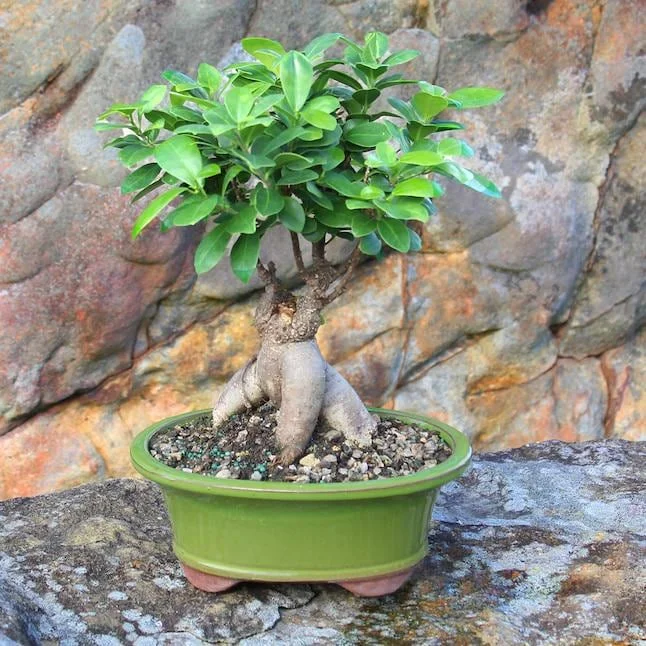 Ginseng Ficus Bonsai Tree Live Plant, 8-12 Inch Tall, 1 Gallon Pot, 4-5 Year Old, Indoor Ginseng Ficus Bonsai Tree Live Plant, 8-12 Inch Tall, 1 Gallon Pot, 4-5 Year Old, Indoor - Image 5